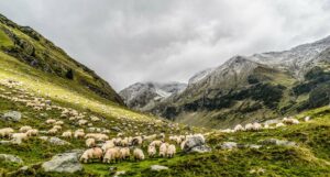 transhumance laruns